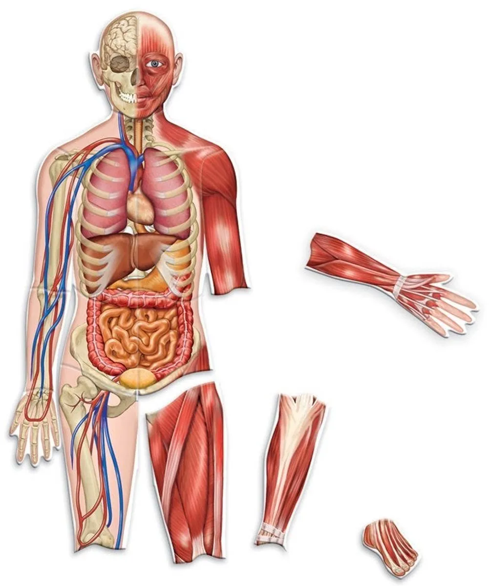 Learning Resources LER6044 Dubbelzijdige Anatomie Magneten - 4 Spelers