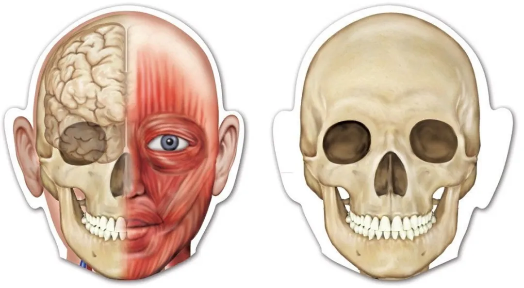 Learning Resources LER6044 Dubbelzijdige Anatomie Magneten - 4 Spelers