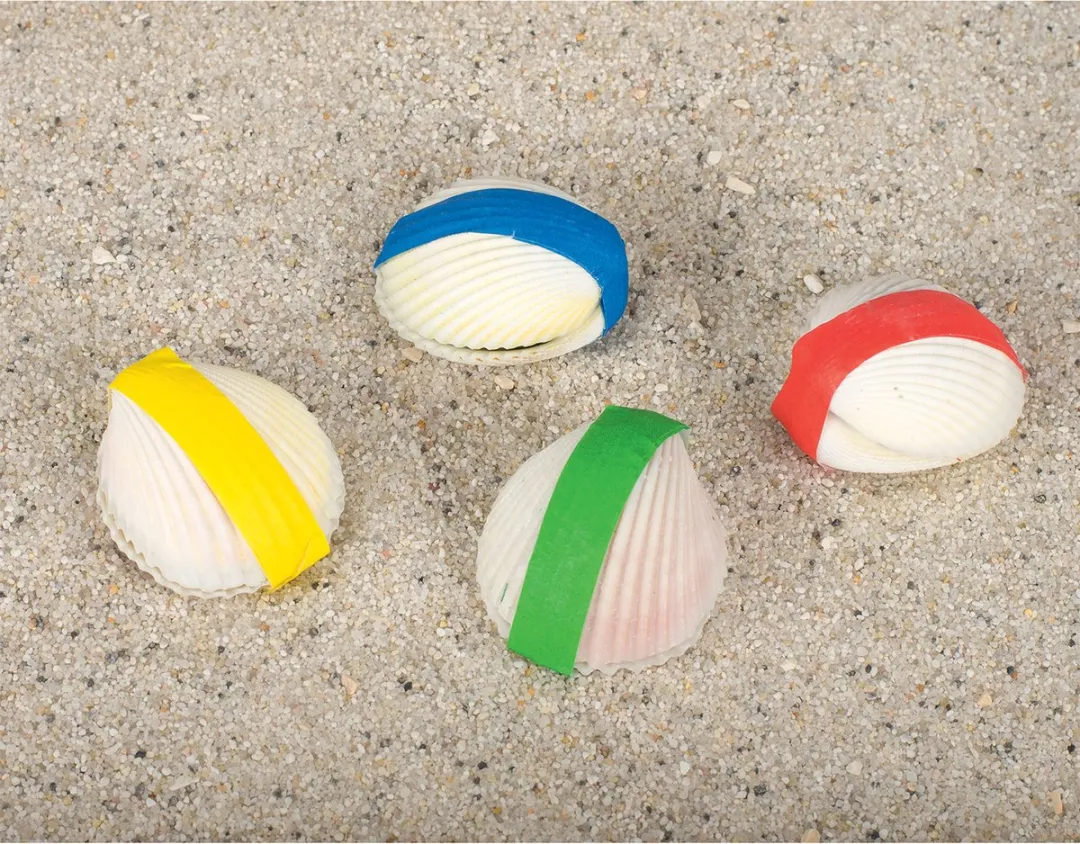 Goki Magische Schelp - Multicolor