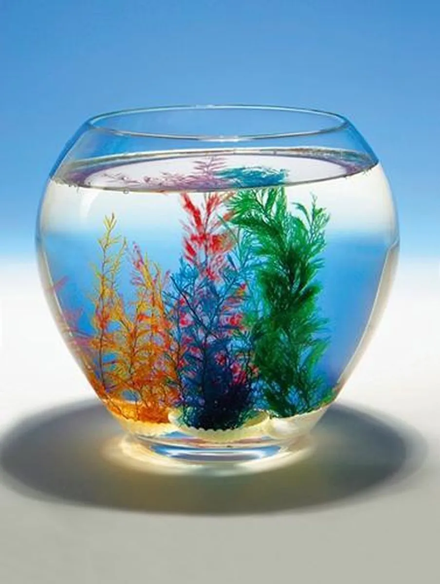 Goki Magische Schelp - Multicolor