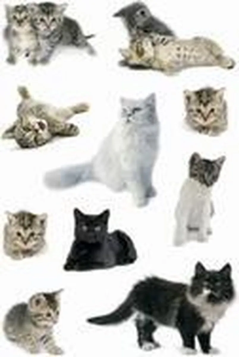 Herma Kattenfoto Stickers - 54 Stuks