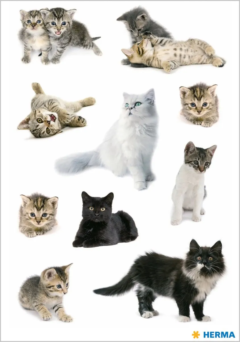 Herma Kattenfoto Stickers - 54 Stuks