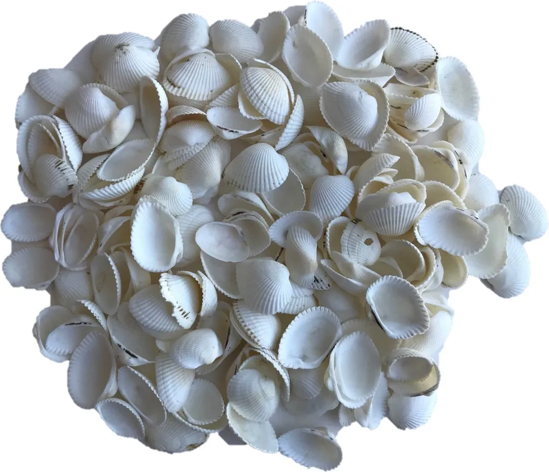 Rayher Hobby Schelpen 250g