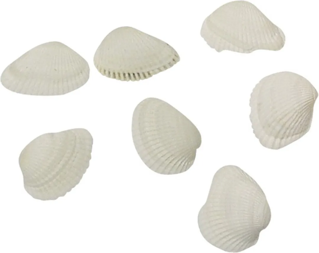 Rayher Hobby Schelpen 250g - Parelmoer/Wit - 2cm