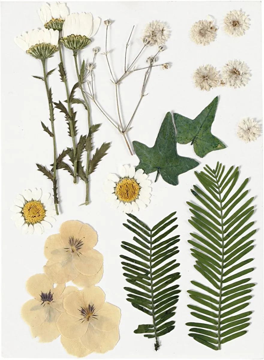 Creativ Company Gedroogde Bloemen & Bladeren 19 Stuks - Off-White