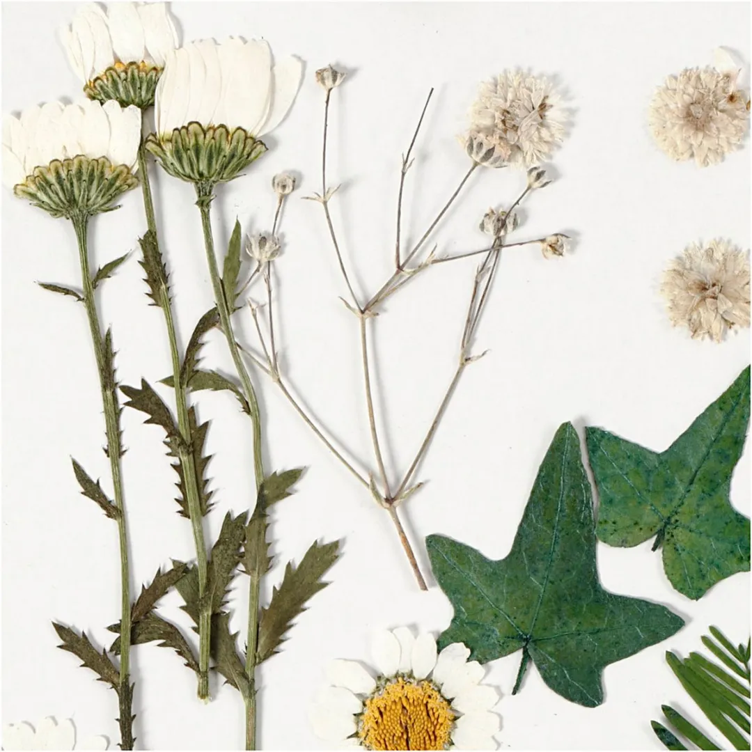 Creativ Company Gedroogde Bloemen & Bladeren 19 Stuks - Off-White