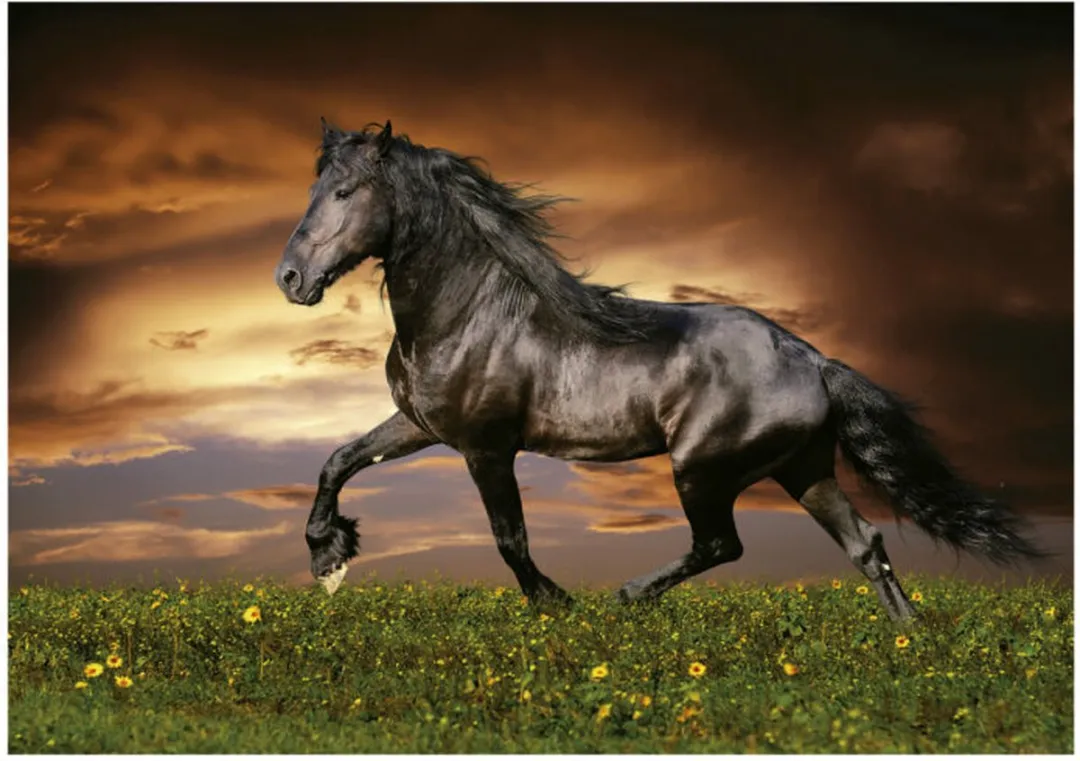 Educa Paard Puzzel 1000 Stuks