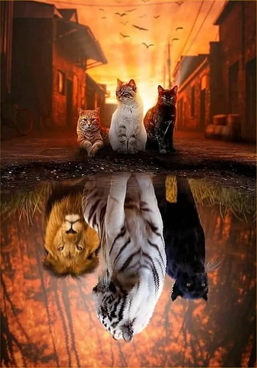 VDTOYS Diamond Painting VDTA094 Reflextion Cats 1