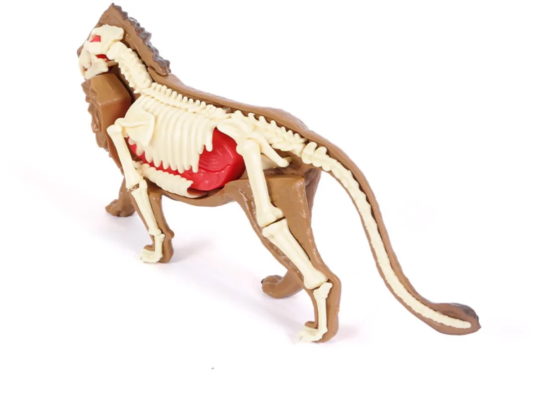 PIA Soft Toys 3D Anatomie Leeuw - Bruin/Rood/Wit