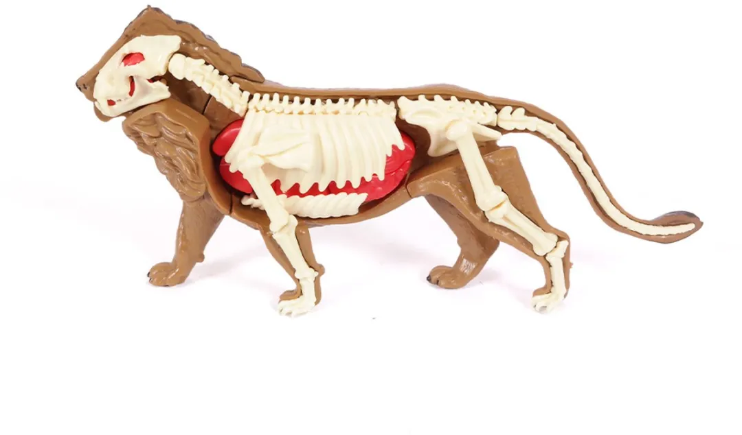 PIA Soft Toys 3D Anatomie Leeuw - Bruin/Rood/Wit