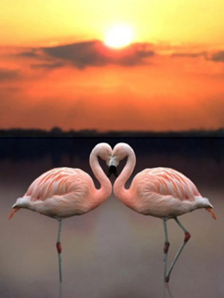 VDTOYS Diamond Painting VDT049 Flamingo 2