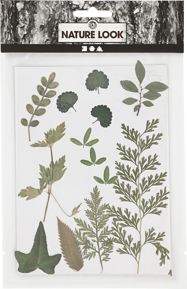 Creativ Company Gedroogde Bloemen & Bladeren - 19 Stuks Groen