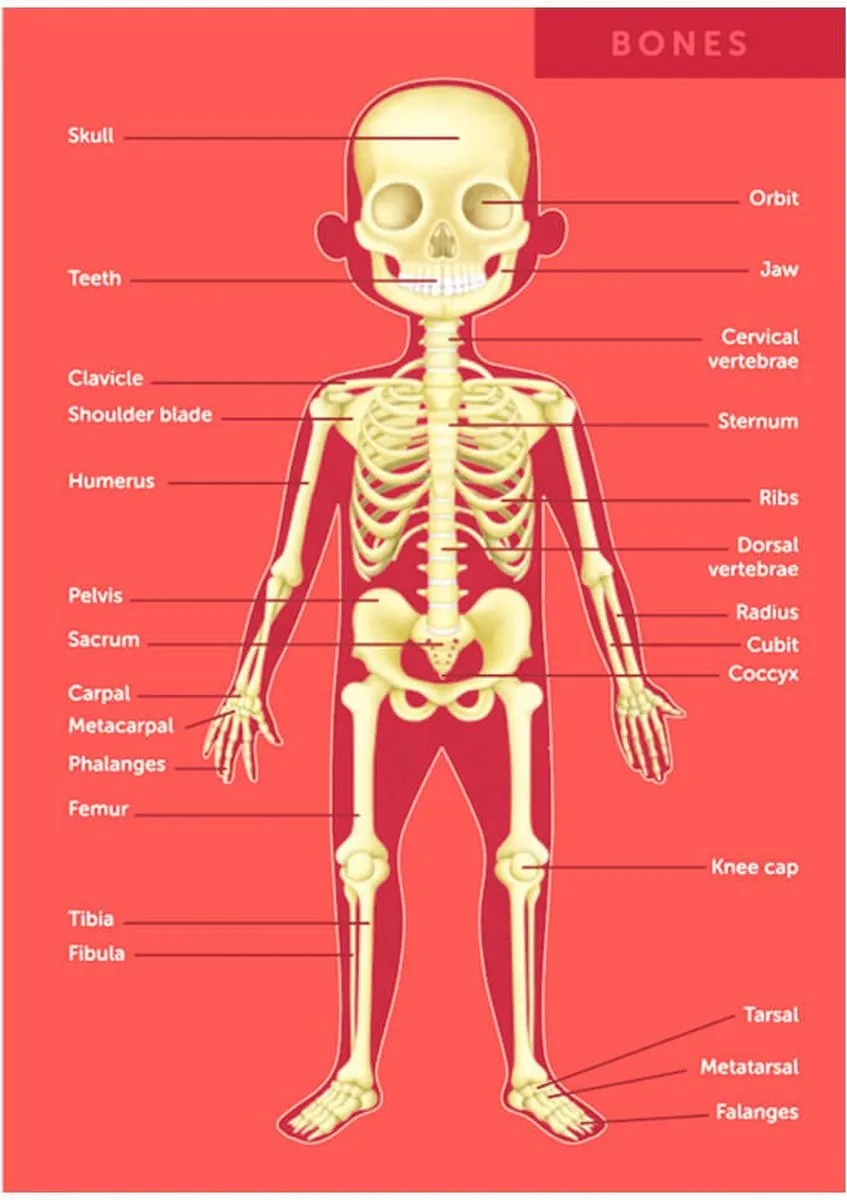 Eurekakids Body Puzzel 100 Stuks - Menselijk Lichaam - Multi - afbeelding 6 van 6