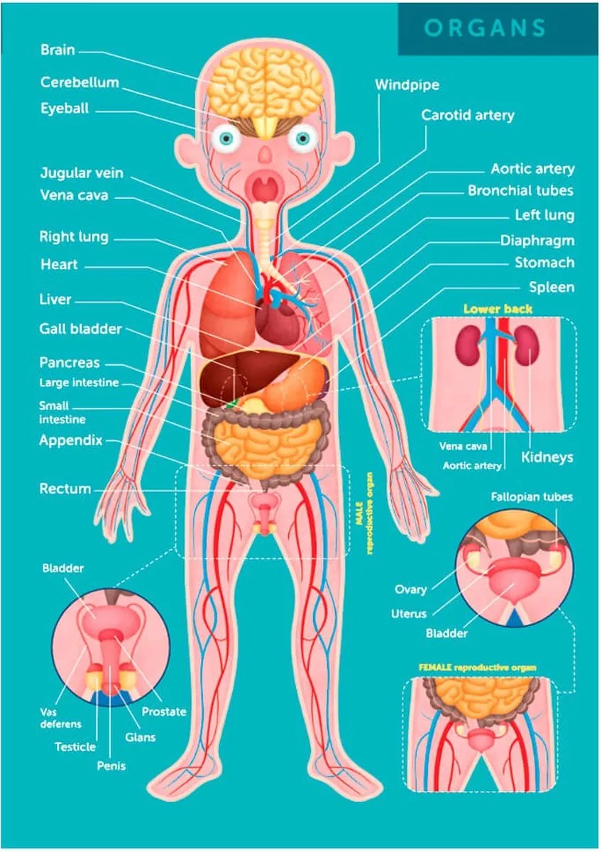 Eurekakids Body Puzzel 100 Stuks - Menselijk Lichaam - Multi