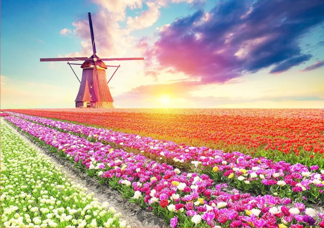 Educa Puzzle 1500 Tulips Landscape - 1500 Stukken - Multikleur