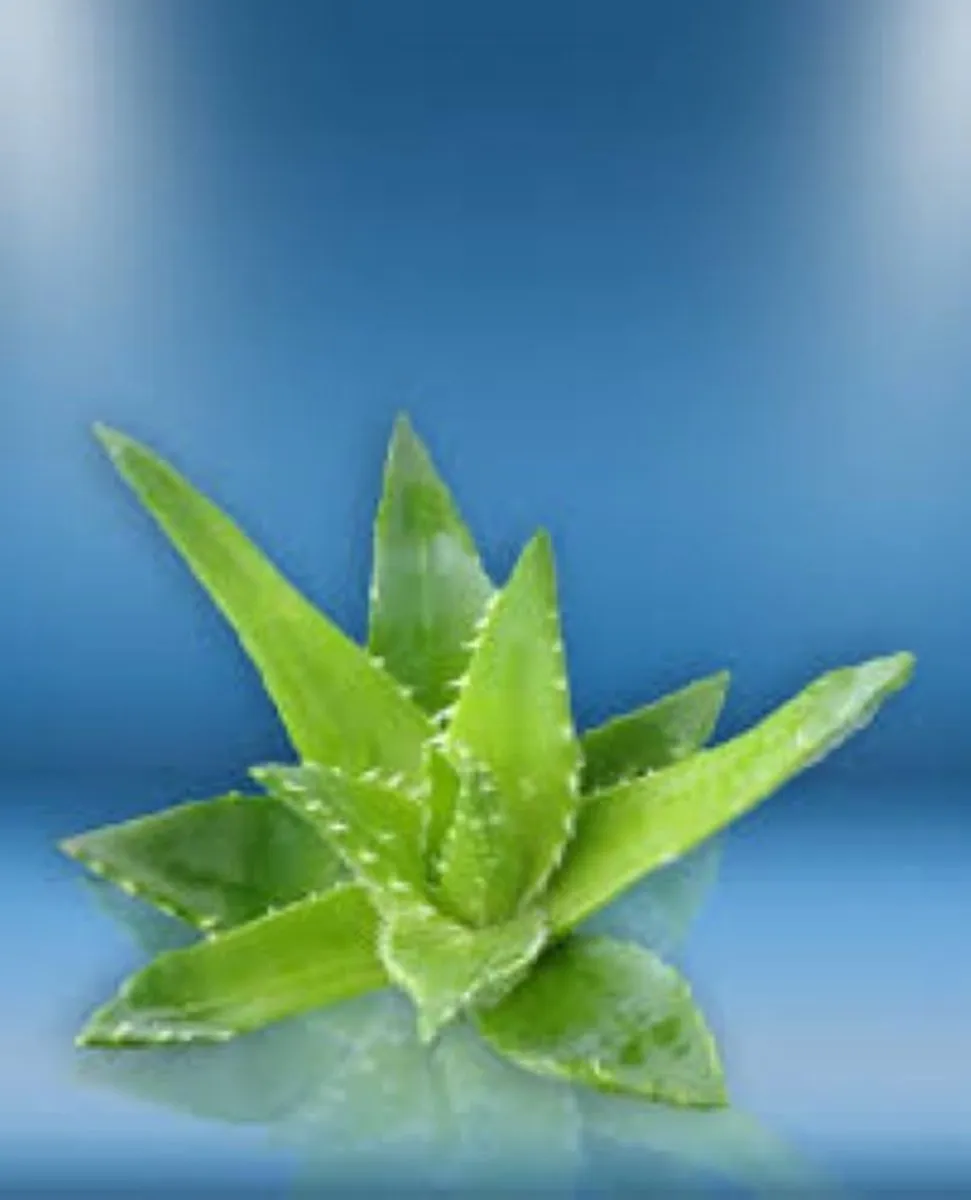 Vaseline Aloe Soothe Bodylotion & Stick - 404.8ml