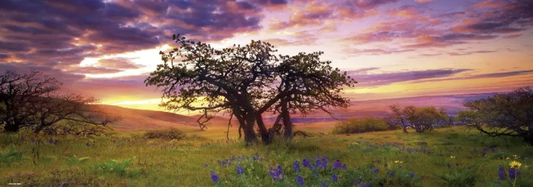 Heye Oak Tree Puzzel 2000 Stuks