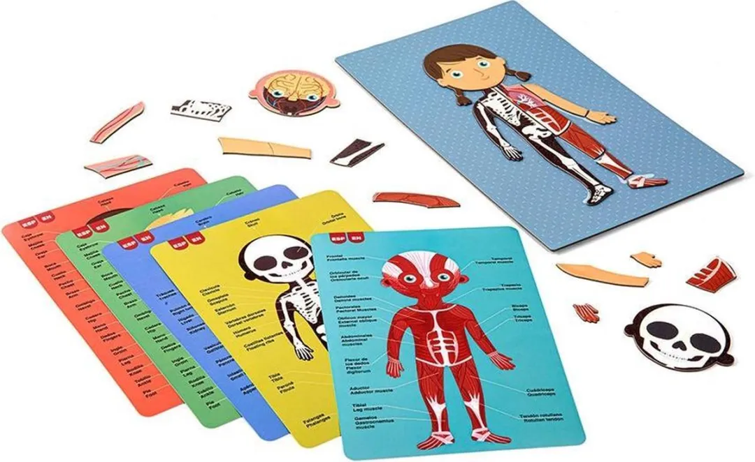 Apli Kids Magneetspel Menselijk Lichaam 63-delig - Multicolor
