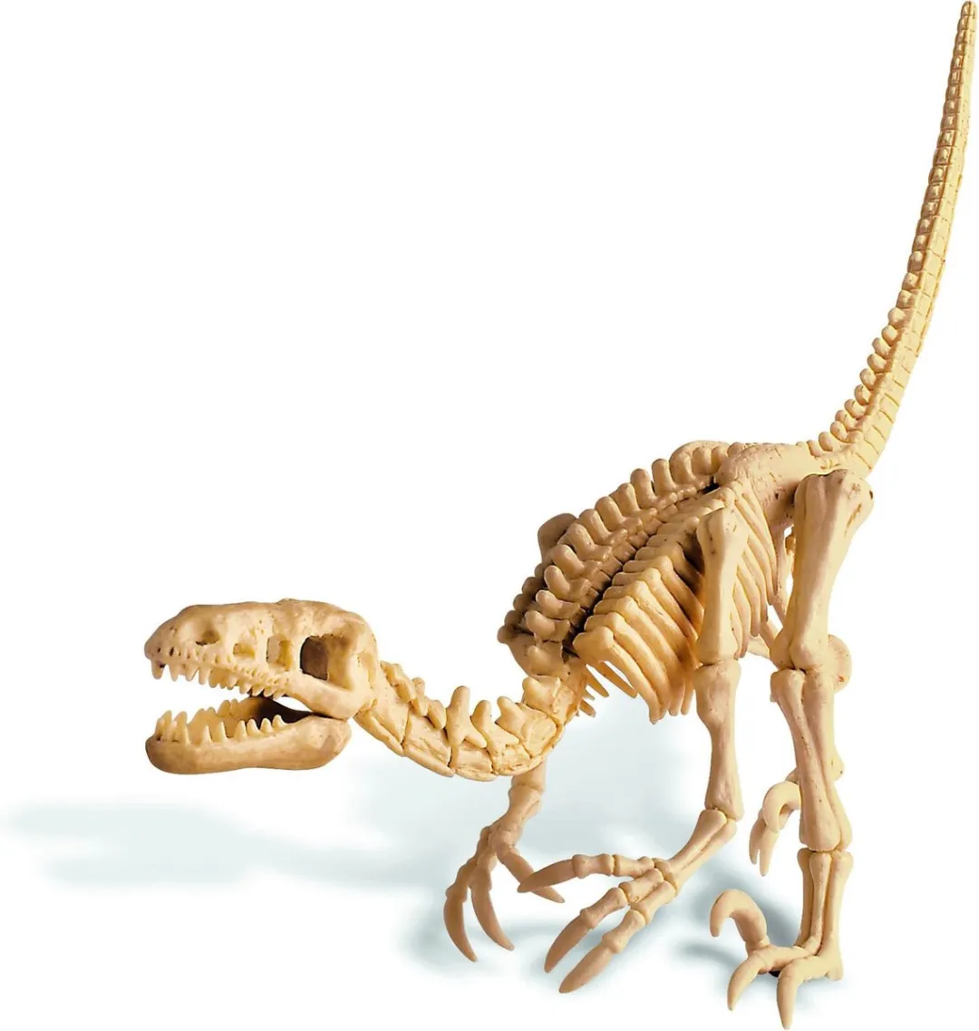 4M Kidzlabs Graaf je Dinosaurus op - Velociraptor