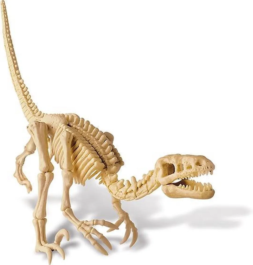 4M Kidzlabs Graaf je Dinosaurus op - Velociraptor