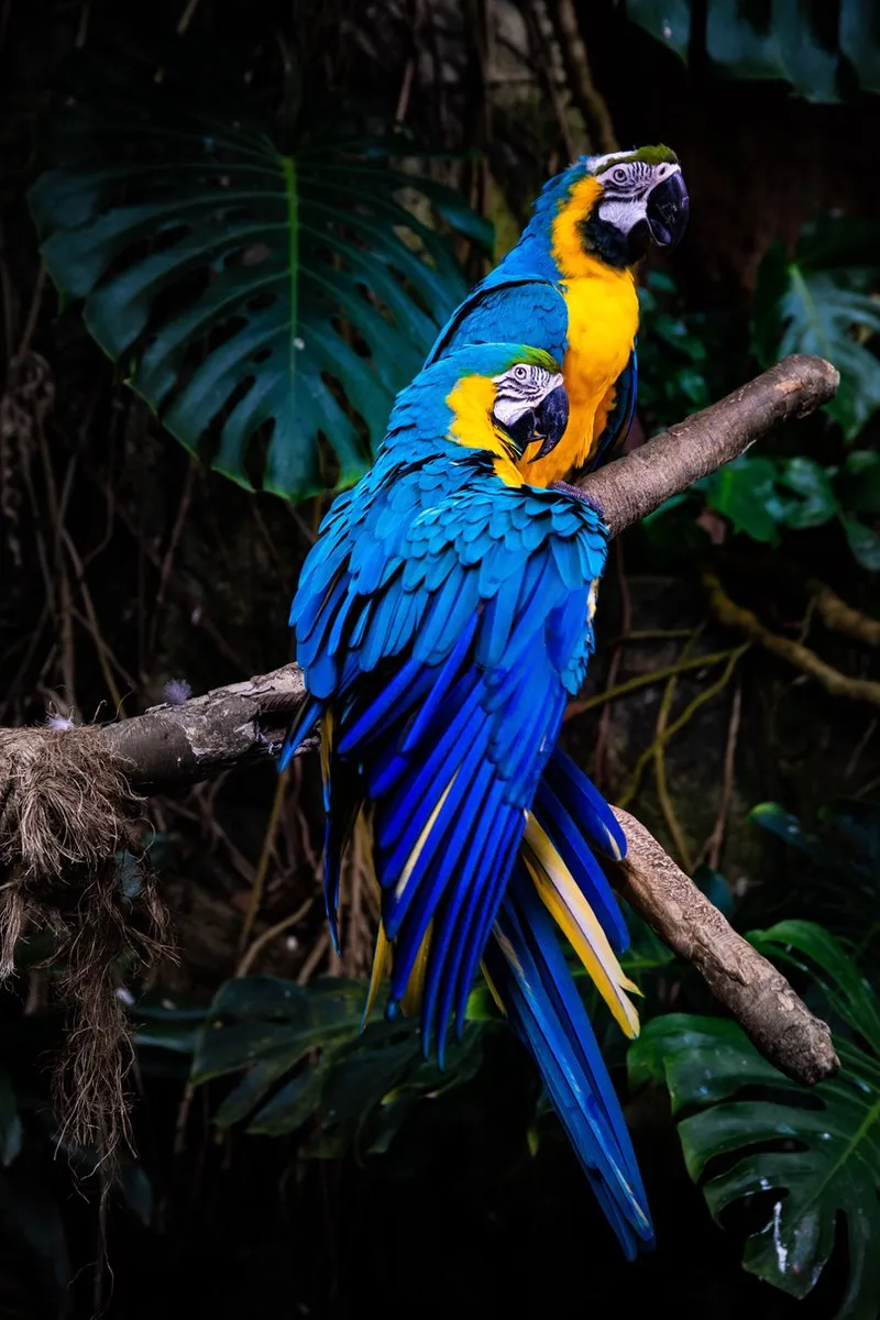 VDTOYS VDT059 Diamond Painting Parrots 1