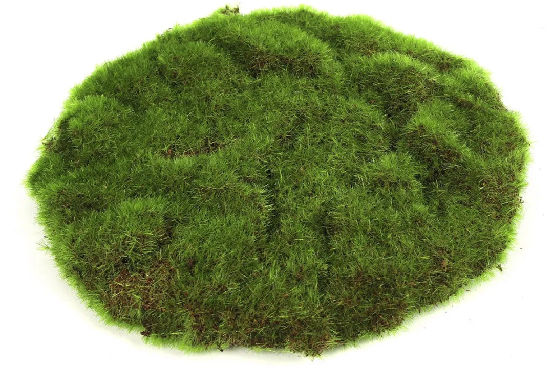 Countryfield Moschijf Educatief Speelgoed 779931