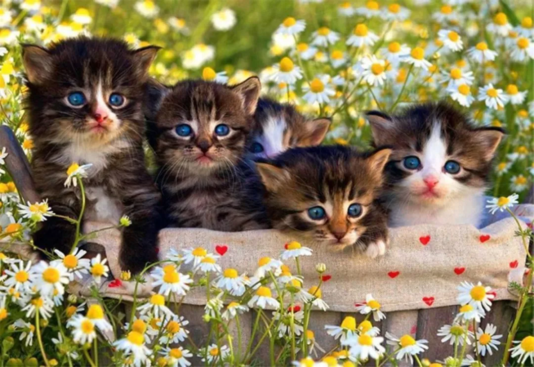 VDTOYS Diamond Painting VDTA074 Kittens 3