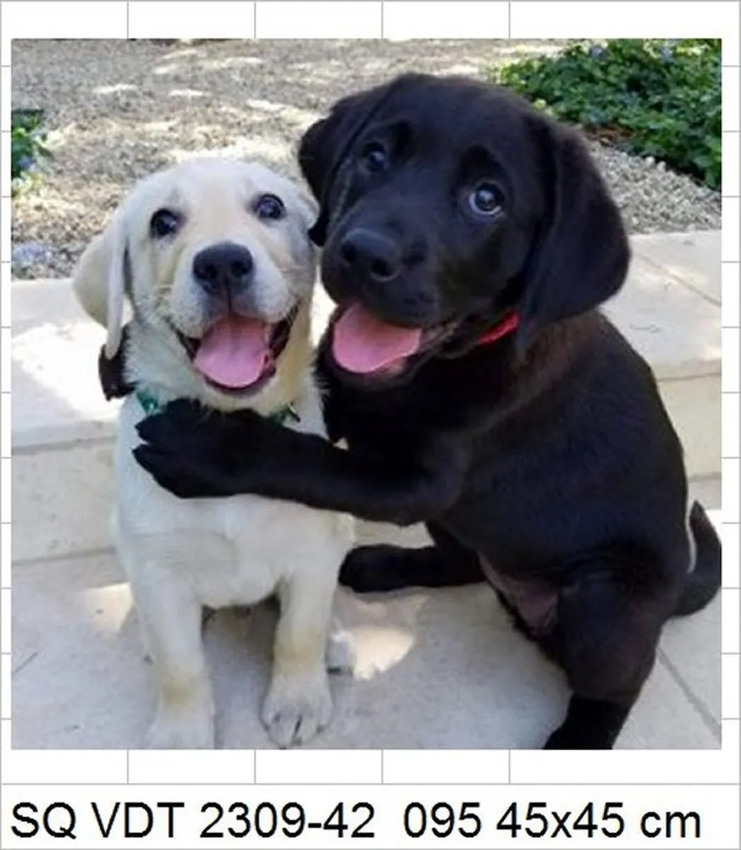 VDTOYS Diamond Painting VDTVA095 Labrador Best Friends - 45x45cm