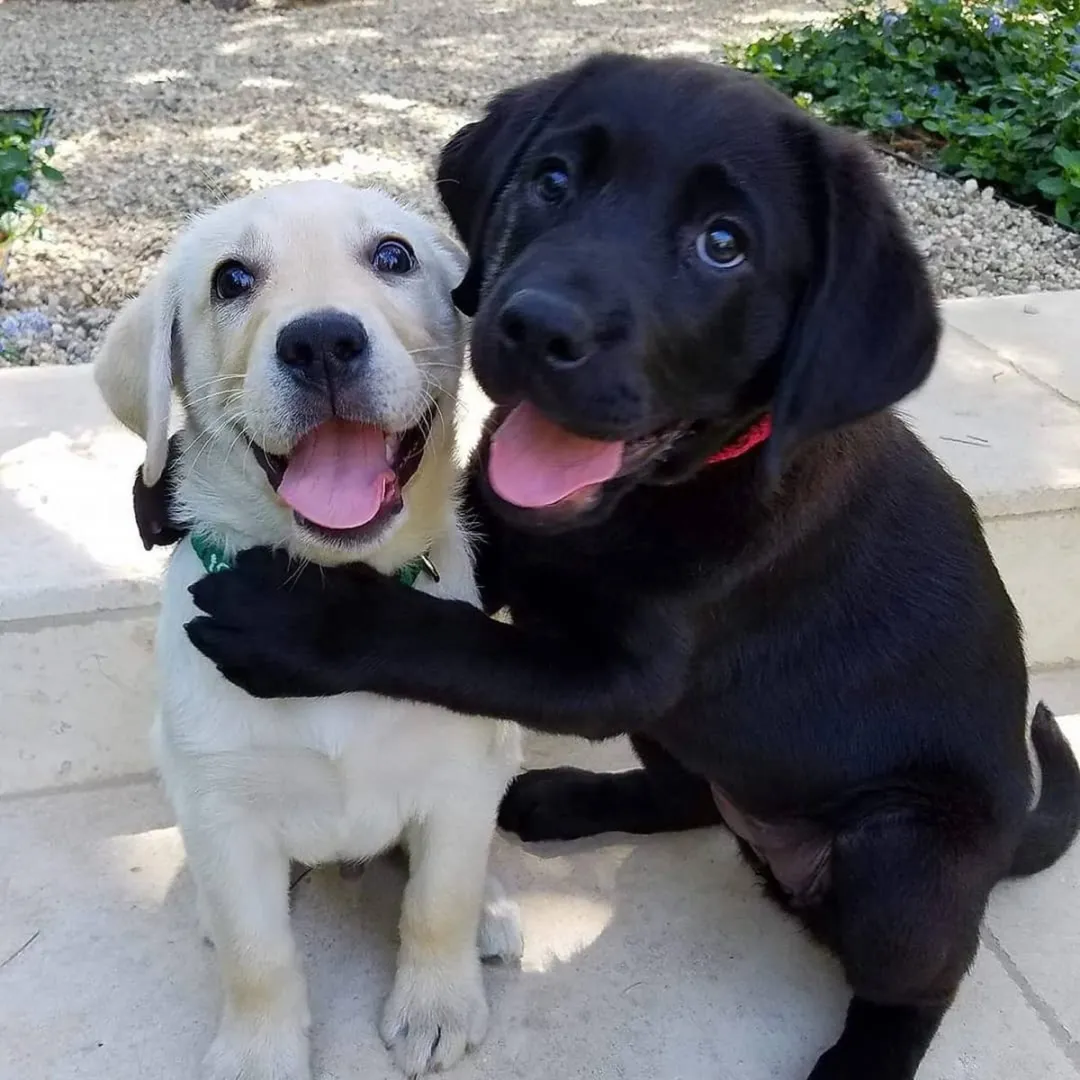 VDTOYS Diamond Painting VDTVA095 Labrador Best Friends