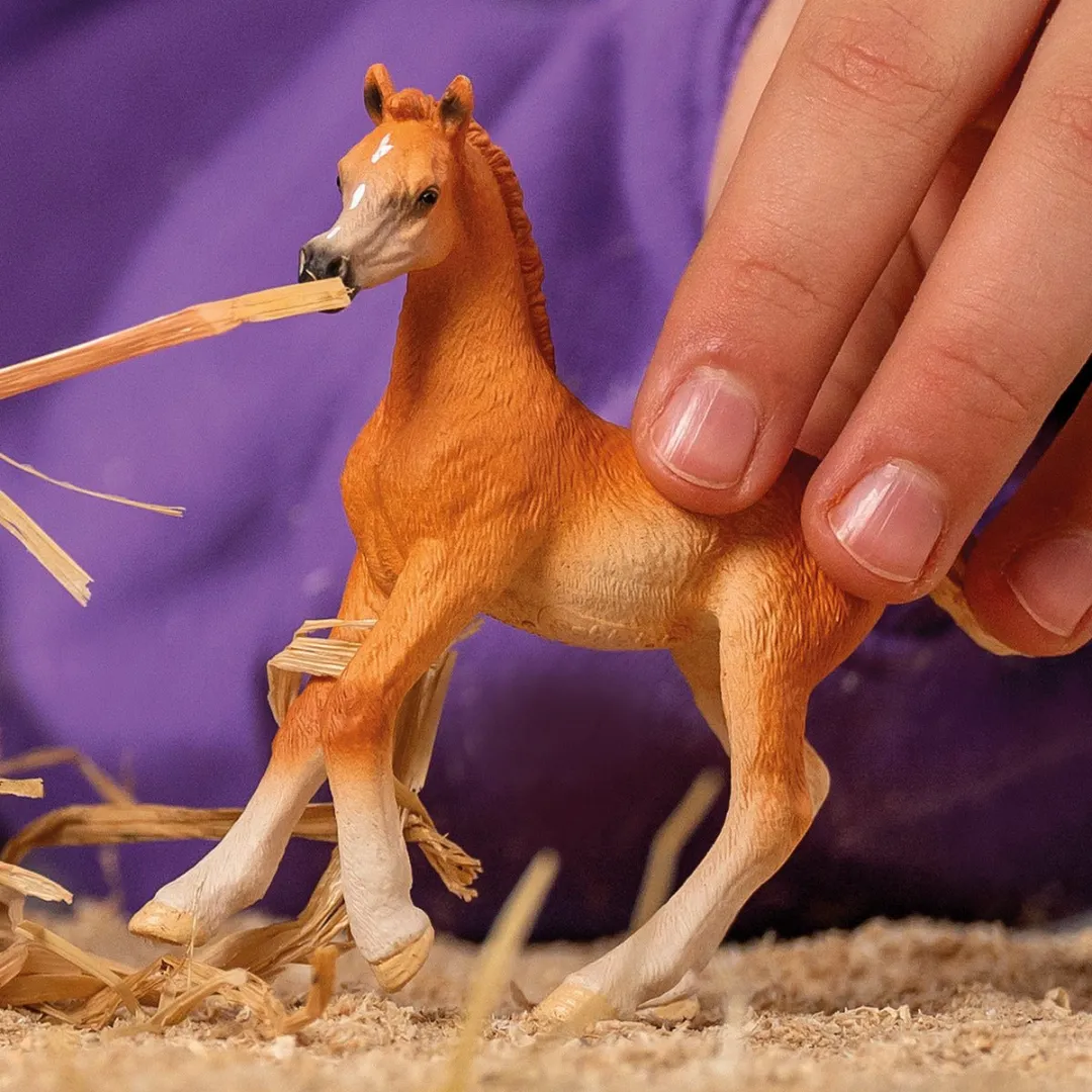 Schleich Arabisch Veulen 13984