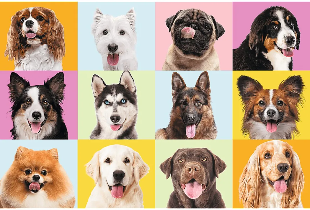 Trefl Legpuzzel 60 Stuks Schattige Honden - Multicolor