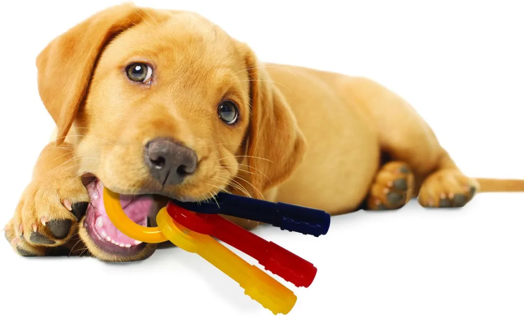 Flexi Nylabone Puppy Teething Key - Geel/Blauw/Rood