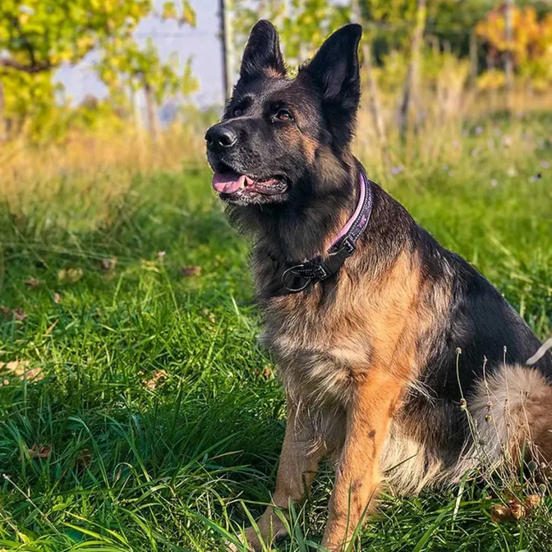 Ferplast Sport Dog Halsband Roze - 25mm - L - afbeelding 5 van 6
