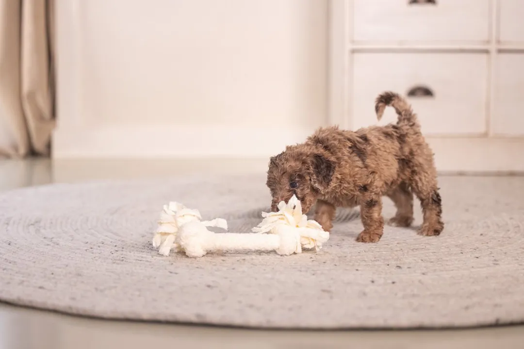 Beeztees Puppy Speeltouw Pim - 2 Knopen - Beige