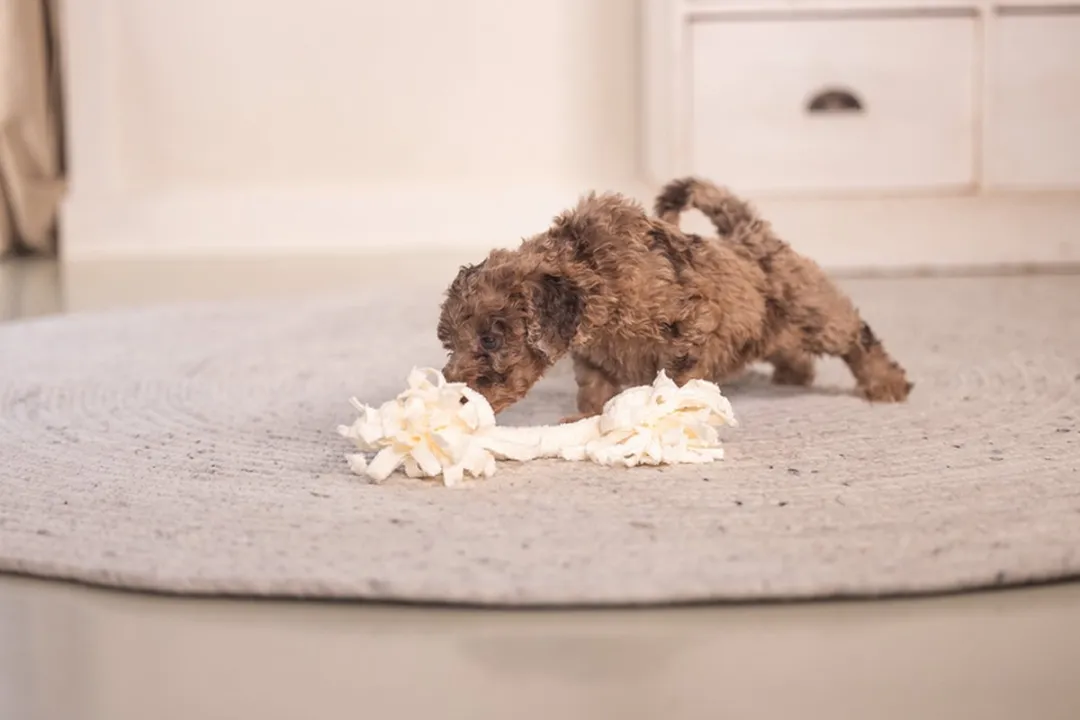 Beeztees Puppy Speeltouw Pim - 2 Knopen - Beige