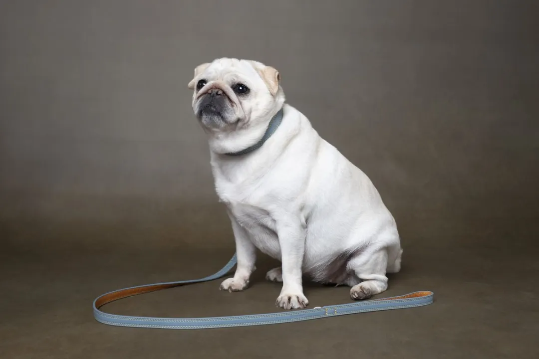 Flamingo Hond Looplijn Virginia Lichtblauw 1,3m