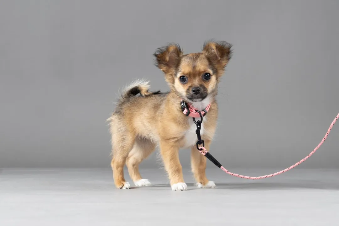 Flamingo Hond Halsband Puppy Dolly Roze S
