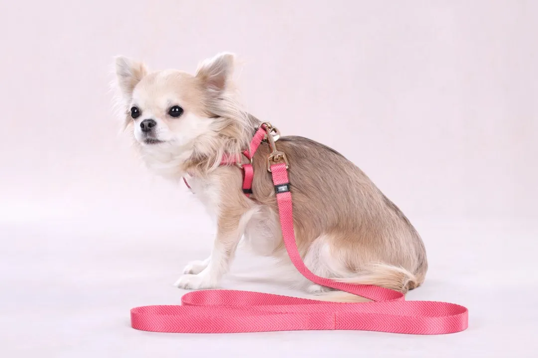 Flamingo Noekie Hond Looplijn Roze S 1,2m 15mm