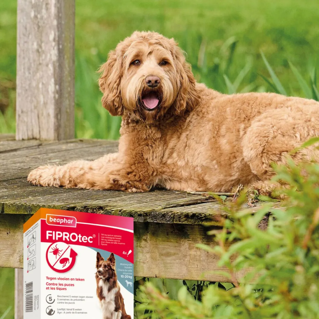 Beaphar Fiprotec Anti Teken- en Vlooiendruppels Hond 10-20kg - 2x4 Stuks
