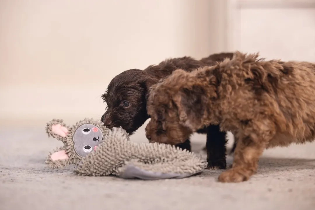 Beeztees Puppy Knuffellap Konijn - Ecologisch Gerecycled Grijs