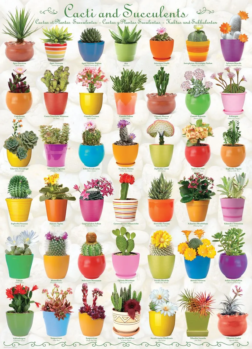 Eurographics Cacti & Succulents Puzzel 1000 Stuks - Multicolor