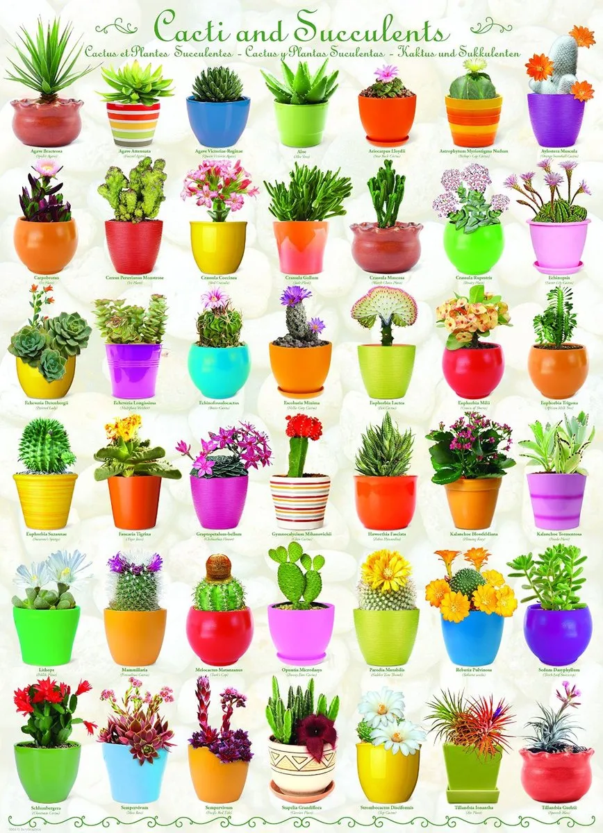 Eurographics Cacti & Succulents Puzzel 1000 Stuks