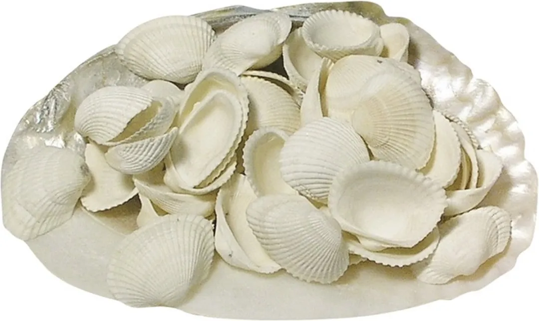 Rayher Hobby Schelpen 2x 250g - Parelmoer/Wit - 2cm
