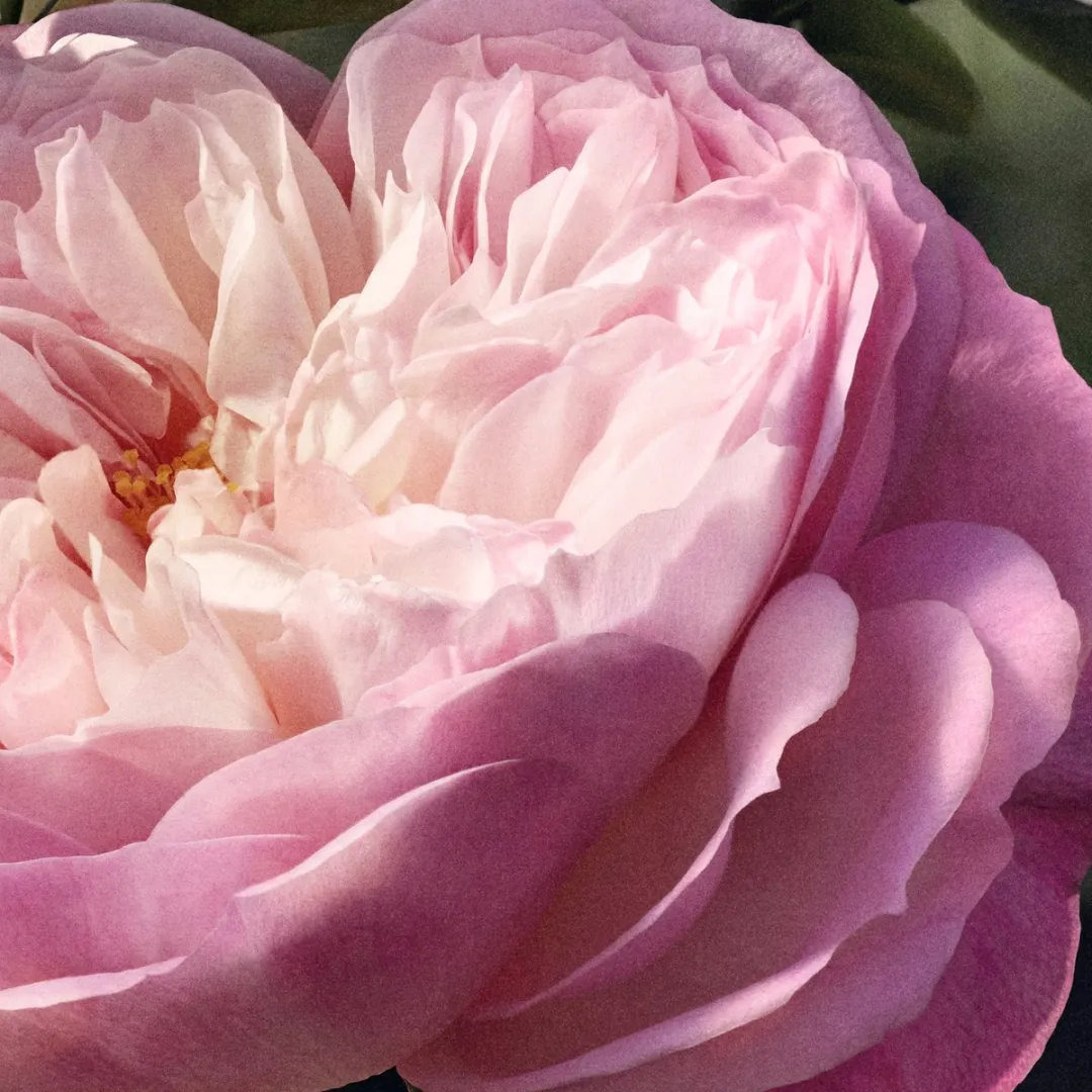 Chloé Rose Naturelle Eau de Parfum Navulling 150ml