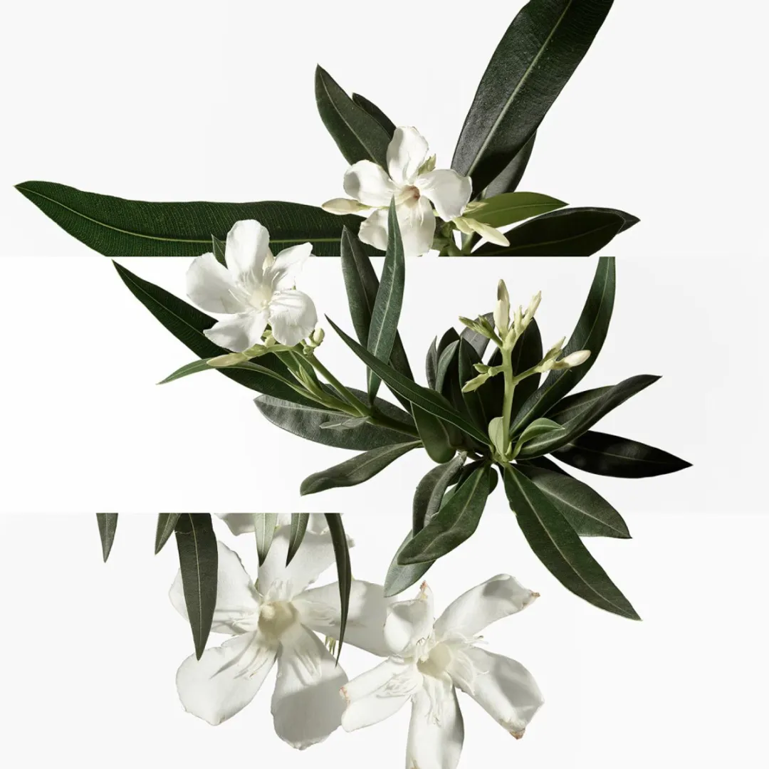 Hermès Un Jardin En Méditerranée Eau de Toilette 100ml