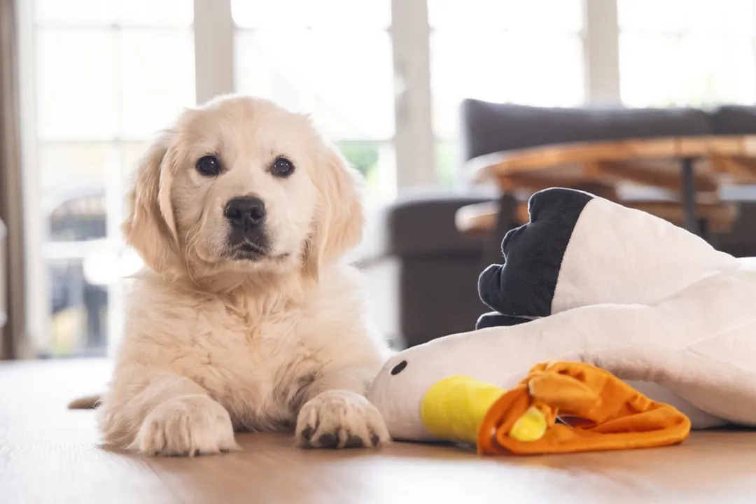 Beeztees Puppy Heartbeat Knuffel Ooievaar - Pluche XL - afbeelding 5 van 6