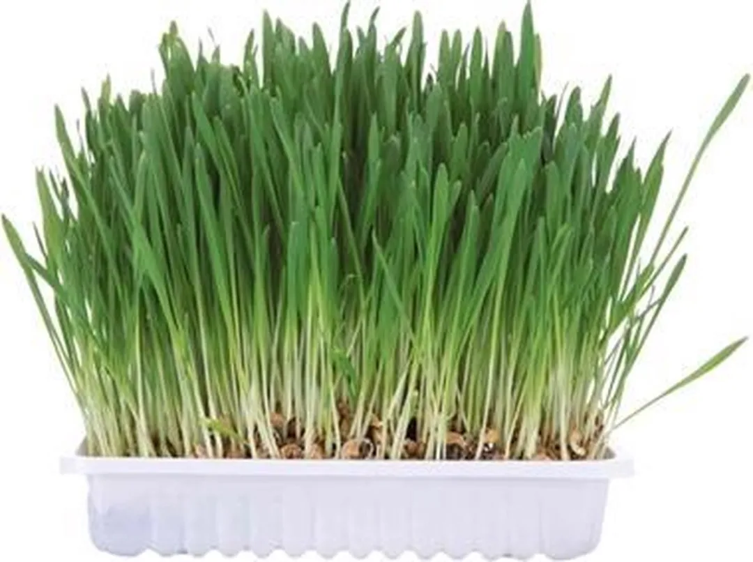 Trixie Knaagdiergras 100g