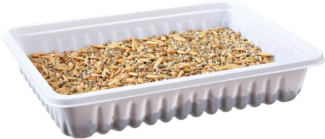 Trixie Knaagdiergras 100g - afbeelding 2 van 2