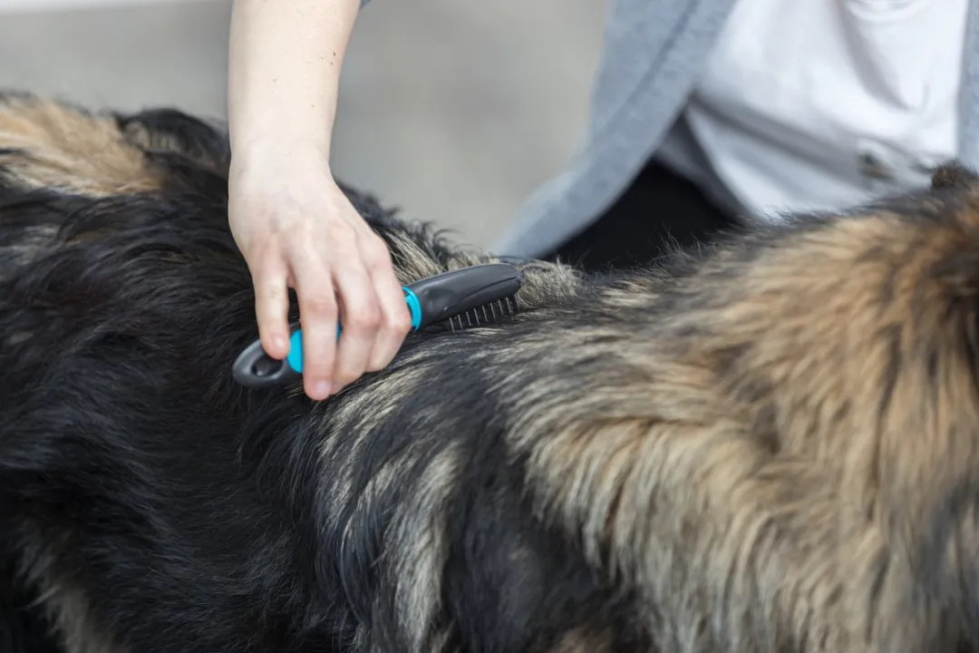 Trixie Hondenkam Ontvilter 18cm - Blauw - afbeelding 5 van 5