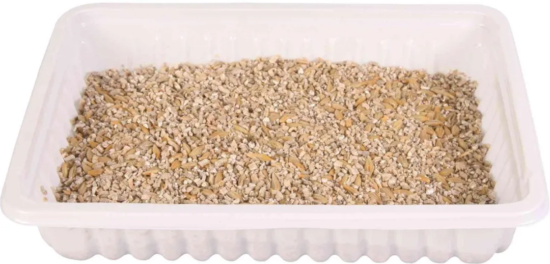 Trixie Softgras Bak 12x100g - Vitaminenrijk Graszaad - afbeelding 2 van 5